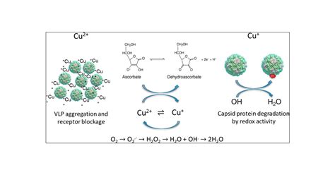 Efficacy and Mechanisms of Copper Ion-Catalyzed Inactivation of Human Norovirus | ACS Infectious ...