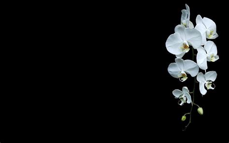 White orchid Flower Luxury Black Background, Orchids in Water HD wallpaper | Pxfuel