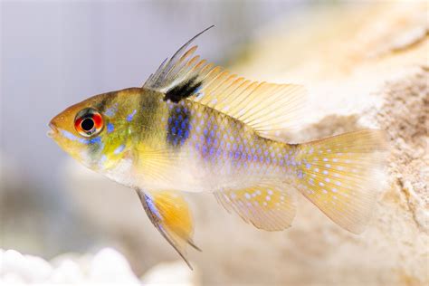 German Blue Ram Fish Species Profile