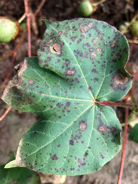 Alternaria Leaf Spot Prevention And Treatment - Epic Gardening