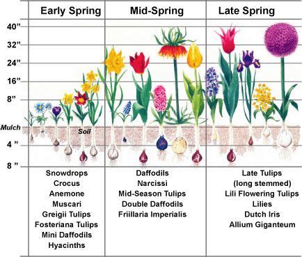 Future Ref. Website | Spring flowering bulbs, Planting bulbs, Bulb flowers