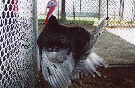 Blue Slate Turkey - Turkey Poults for Sale | Cackle Hatchery