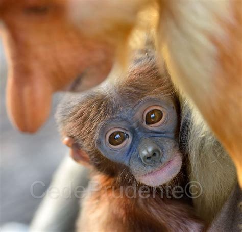 images of baby proboscis monkeys | ... Proboscis monkeys give birth to ...