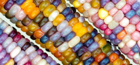 Types of Corn Demystified: Popping, Grinding, and Sweet Corn