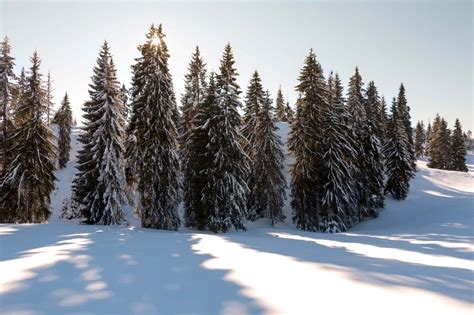 Winter in Apuseni Mountains, Romania