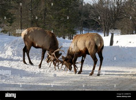 Bull Elk fighting forest Stock Photo - Alamy