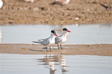 Caspian Tern - Elkhorn Slough