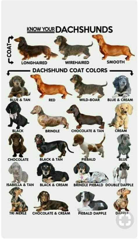 Dogs - 15+ Glorious Diverse Dachshund Breed Tips And Ideas | Dachshund breed, Dapple dachshund ...