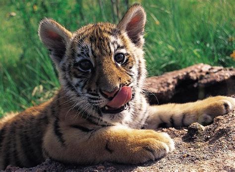 Baby Tiger, cute, tiger, baby, wild, HD wallpaper | Peakpx