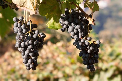 Free Images : grape, vineyard, wine, fruit, berry, leaf, ripe, food, produce, blue, agriculture ...