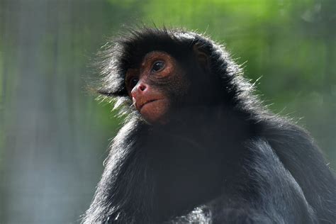 Red-faced spider monkey (Ateles paniscus) - ZooChat