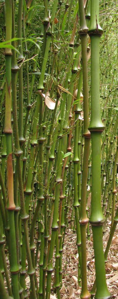 Pin by Hank Hammatt on Bamboo | Bamboo plants, Chinese bamboo plant, Bamboo garden