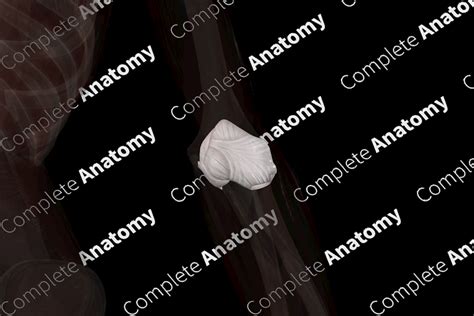 Humeroulnar Joint (Left) | Complete Anatomy