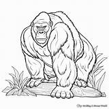 Ape Coloring Pages  Free & Printable sketch template