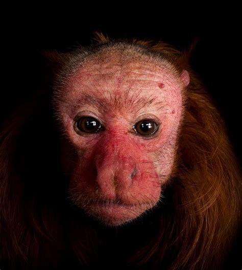 Red Bald-Headed Uakari juvenile | Uakari, Animals, Monkey