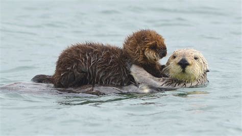 Baby Otters Holding Hands