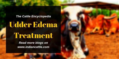 Udder Edema Treatment in Dairy Cattle » IndianCattle