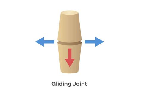 What Are Gliding Joints? - Body and Gliding Joint Movement | FIX24