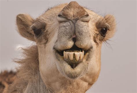 Funny Camel Wallpapers - Top Free Funny Camel Backgrounds - WallpaperAccess