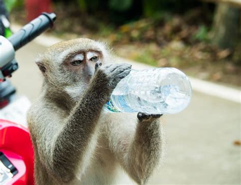 1,454 Monkey Drinking Water Photos - Free & Royalty-Free Stock Photos ...