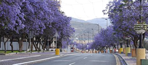 Saudi Arabia’s Abha blooms purple