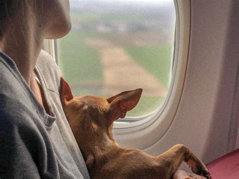 Como viajar con mascotas - Por el mundo voyages