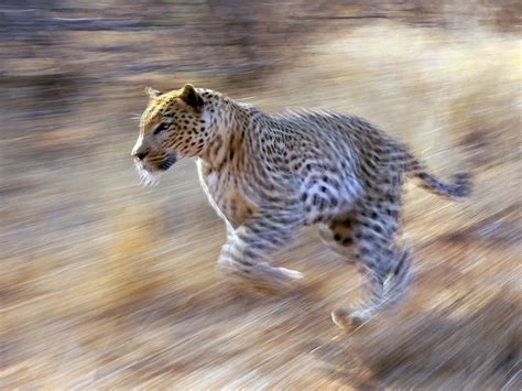 Leopard running. Used slow shutter speed and panning technique to obtain the speed effect ...