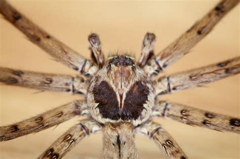 Unveiling the Intriguing World of the Cane Spider: Facts and Fascinating Insights