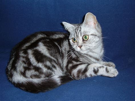 File:British Shorthair, Classic Tabby.jpg - Wikipedia