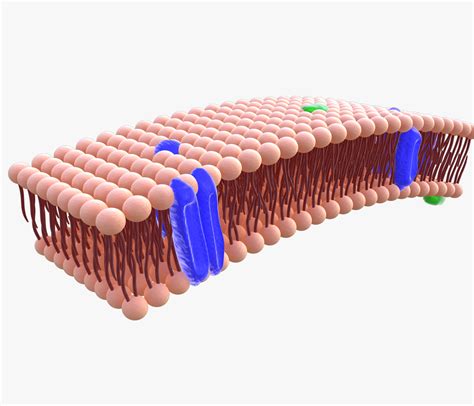 Phospholipid cell membrane animation 3D model - TurboSquid 1399912