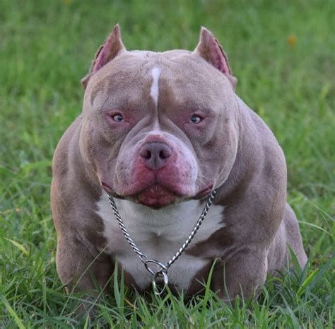 BEST CHAMPAGNE, LILAC & BLUE TRI COLORED AMERICAN BULLY PUPPIES