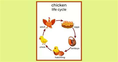 Chicken Life Cycle - Development From Egg to Adulthood - Learn About Nature