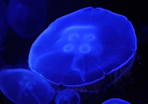 Spanish jellyfish | batterflo | Flickr