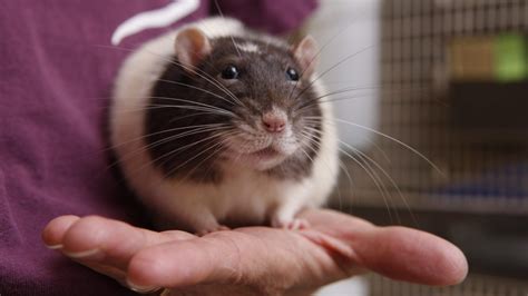 'Never kiss a pet rodent': Salmonella outbreak prompts warning about ...