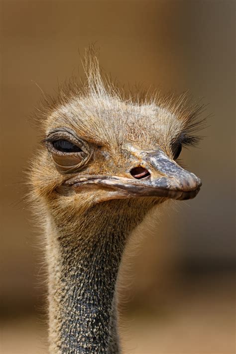 15 UNBELIEVABLE FACTS ABOUT OSTRICHES. That's right, ladies and ...