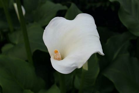 What do White Lilies Symbolise? 5 Types of White Lilies & Their Meanings