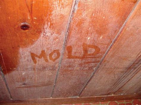 How Is Mold Affecting You In Your Home? | News and Events for Healthy ...