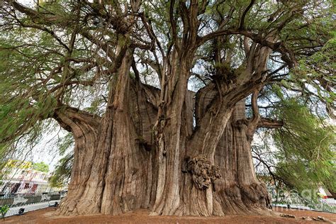 Tree of Tule in Mexico Photograph by Jess Kraft - Fine Art America