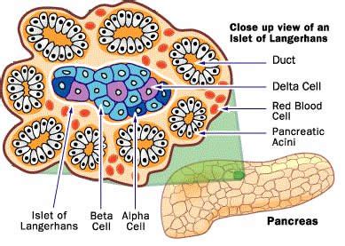 Structure and functions of pancreas - Online Science Notes