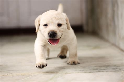 The 100 Most Popular Labrador Retriever Names - Travlean