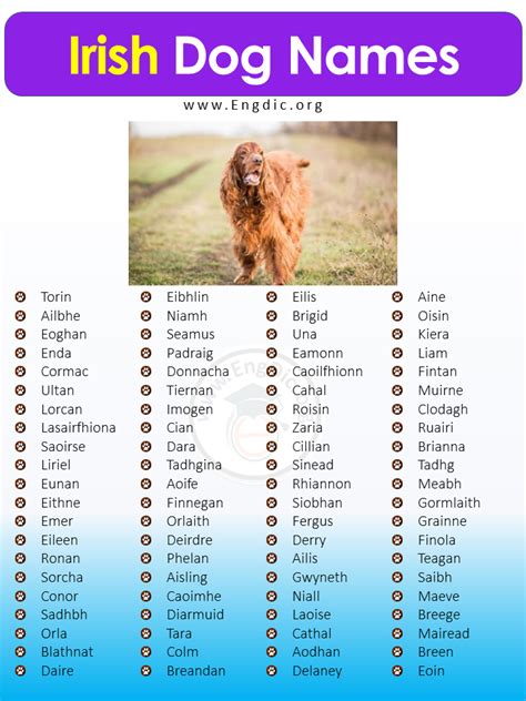 Irish Dog Names for Females: A Guide to Classic and Charming Names