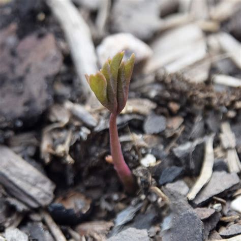 Southern Peony: 2020 Tree Peony Seeds from Luoyang, China Grow!!