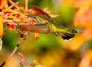 Hummingbird 21 (Wings) | Website | Facebook | Twitter Camera… | Flickr