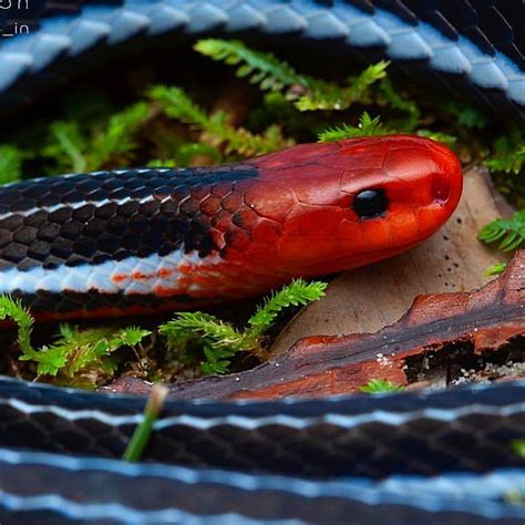 REPTILES Magazine on Instagram: “A beautiful Blue Coral Snake (Calliophis bivirgatus) from ...