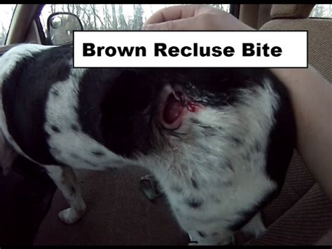 Brown Recluse Bite on my Dog - YouTube