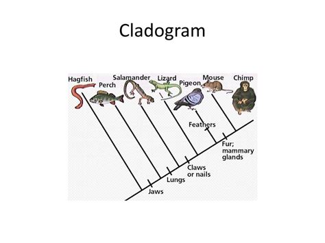 Know How To Read A Cladogram