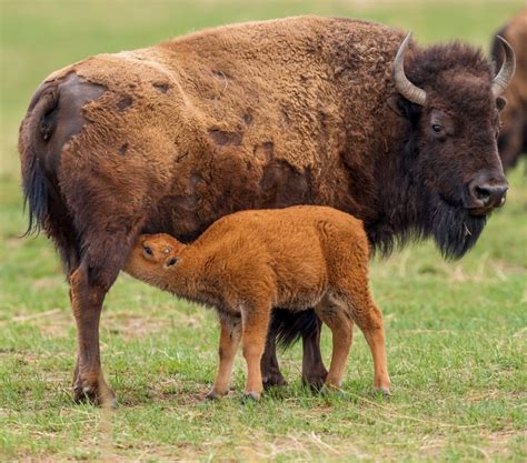 Brilliant facts about the American bison