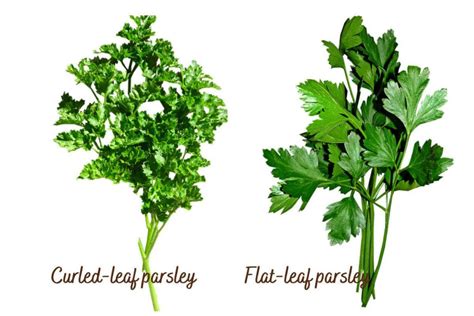 Coriander vs Parsley: 10 Differences You Should Know - SimplyBeyondHerbs