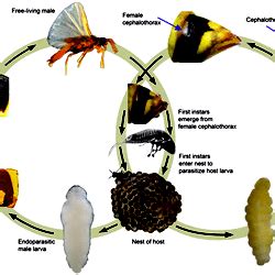 Paper Wasp Life Cycle