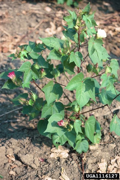 Gossypium hirsutum (upland cotton): Go Botany